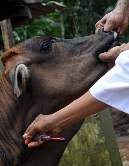 Hicieron falta 10 años desde el último brote conocido hasta que se tuvo la "confianza" suficiente para declarar su erradicación, según explica Juan Lubroth, veterinario jefe de la FAO. "Fueron 10 años de investigaciones y mucho análisis, particularmente en animales jóvenes que nunca recibieron una vacuna. Si uno encuentra anticuerpos en esos ejemplares, sabe que la única forma de que estén allí es por transmisión de ese virus". Se tomaron miles de muestras de sangre y sueros y fue necesaria una gran inversión para asegurarse de la desaparición. En la imagen, toma de muestras en Padukka (Sri Lanka), en 2010.