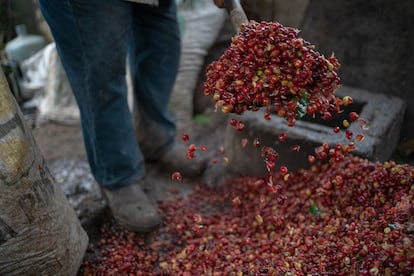 Gaudencio Coavichi retira la cáscara de los frutos del café luego de ser despulpados.