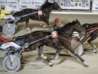 One of the traditional trotter races, in the San Pardo hippodrome in Palma de Mallorca.