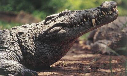 Un cocodrilo en Zimbabue, en una imagen de archivo.