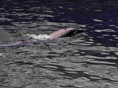 Un delfín en el Mar Negro, avistado desde la costa ucrania, en la región de Jersón en septiembre de 2020.