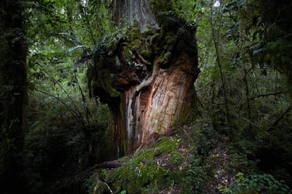 El árbol "Gran abuelo", un alerce patagónico de más de 3.500 años de antigüedad, en el Parque Nacional Alerce Costero de la Región de los Ríos (Chile). Su especie está amenazada por la tala, ya que su madera es un bien preciado.