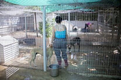 Una voluntaria observa a dos galgos del refugio. Cuando se tiene una mascota hay que ser conscientes y asumir muchas obligaciones.