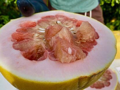 'Citrus Maxima Chandler'.