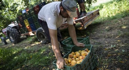 Un agricultor griego recoge la cosecha del melocot&oacute;n.