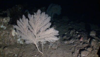 Gorgonia abanico ('Callogorgia verticillata'), en las agua profundas de Alborán