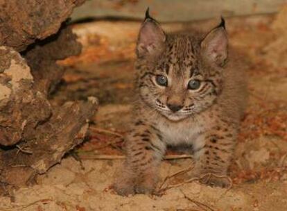 Cachorro de lince en el centro de recuperación de la especie en Doñana.