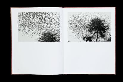 Des oiseaux. Graciela Iturbide (Éditions Xavier Barral).