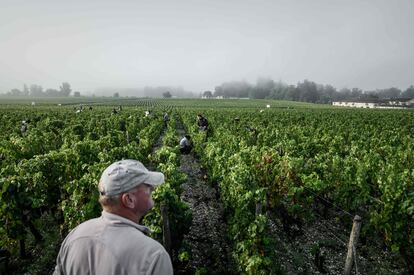 Un viñedo en Burdeos, Francia.