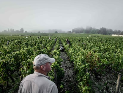 Un viñedo en Burdeos, Francia.