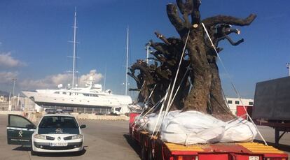 Police impound olive trees in Palma de Mallorca.