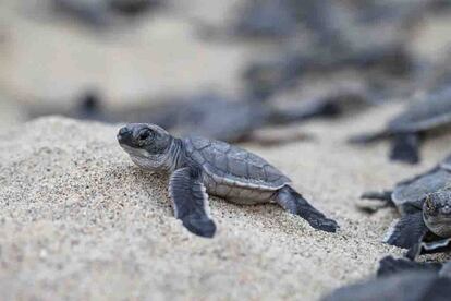 Una tortuga recién nacida en Tortuguero (Costa Rica)