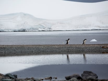 Pinguins-gentoo na Ilha Bombay, que pertence à Baía de Trinity, na Antártida. Local é um dos visitados na expedição do navio Arctic Sunrise, do Greenpeace.