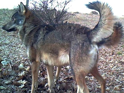 Una loba de la población de Madrid.