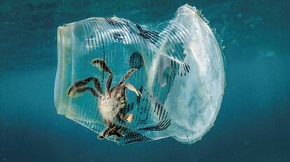 Un cangrejo atrapado en un vaso de plástico en el mar en el Pasaje de Isla Verde en Filipinas.