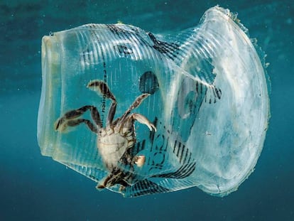 Un cangrejo atrapado en un vaso de plástico en el mar en el Pasaje de Isla Verde en Filipinas.