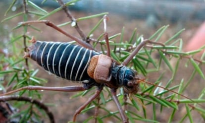 La somareta del Montsant (Steropleurus panteli), fotografiada por técnicos del Servicio de Fauna del Parque Natural de la Sierra de Montsant (Tarragona) donde se han localizado dos ejemplares (macho y hembra).