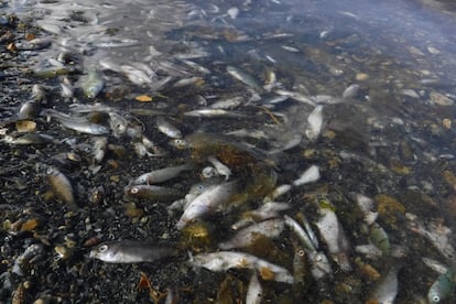 Episodio de mortandad de peces en las playas del mar Menor a finales de julio de este año.