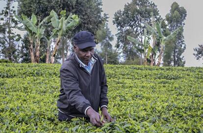 Gilbert Kibiti pasea en su cultivo de té y explica cómo su producción ha aumentado gracias a la tecnología Soil Testing.