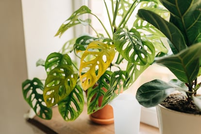 Una hoja vieja de una monstera cede su energía a las hojas más nuevas de la planta. 