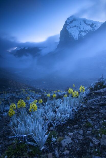 Esta impresionante imagen azul fue tomada cerca del pico más alto de la cordillera oriental de los Andes colombianos, el Ritak'Uwa Blanco. El autor plantó su tienda en el valle y escaló para captar el pico cubierto de nieve en el momento del ocaso. Las plantas que aparecen en primer término son conocidas como árnicas blancas, una especie emparentada con las margaritas, que solo crece en esta zona, a gran altitud, de Colombia. La imagen ha merecido el primer premio de la categoría de "Plantas y hongos".