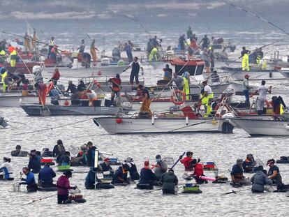 Centenares de mariscadores, a pie y en barco, faenan esta mañana en Testal (A Coruña), en el primer día de la campaña marisquera en la Ría de Muros-Noia, un sector económico principal de la zona.