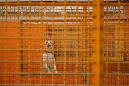 Protectora de animales ALBA, en Camarma de Esteruelas (Madrid), donde atienden más de mil animales al año.