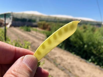 Guisantes amarillos / Capel