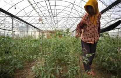 En este proceso de feminización del campo, Chile está a la cabeza de los países latinoamericanos y caribeños, con el 30 % de sus explotaciones agrícolas a cargo de mujeres, seguido por Panamá (29 %), Ecuador (25 %) y Haití (25 %), según la FAO. EFE/Archivo