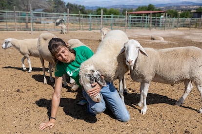 Laura Luengo con varias de las ovejas rescatadas en el santuario.