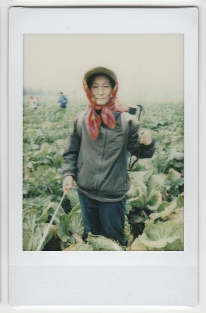 Jo Myong-sim, granjera que ha trabajado durante 15 años en la granja de vegetales Chilgol, a las afueras de Pyongyang, posa para un retrato, el 24 de octubre de 2014, en el cultivo de coles que será cosechado y utilizado para hacer Kimchi en Pyongyang. Lo más importante para ella es "la unidad familiar".