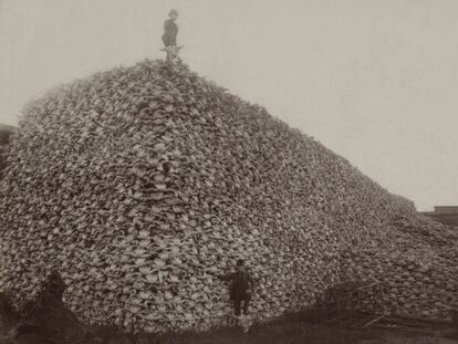 A superexploração dos recursos é um dos fatores que estão acelerando a extinção. Na imagem, montanha de crânios de bisões norte-americanos.