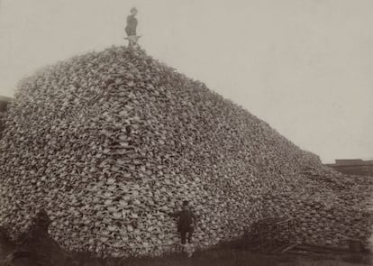 A superexploração dos recursos é um dos fatores que estão acelerando a extinção. Na imagem, montanha de crânios de bisões norte-americanos.
