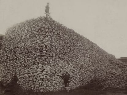 Las sobreexplotación de los recursos es uno de los factores que están acelerando la extinción. En la imagen, una montaña de cráneos de bisonte americano.