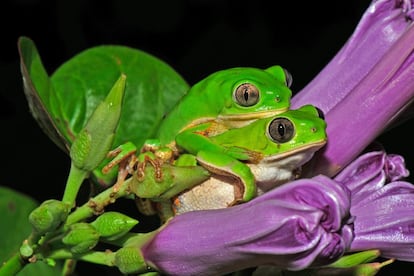 La rana arborcola Phyllomedusa nordestina vive en el desierto semirido brasile?o y para protegerse de la desecacin permanece escondida al menos ocho meses al a?o. Esta foto, en la que se ven dos ejemplares, ha recibido una mencin honorfica en la categora Ecologa y ciencias ambientales.