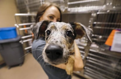 Una voluntaria sostiene a un perro en un centro de adopciones en Atlanta, Georgia. Varias instituciones y refugios para animales han acogido a numerosas mascotas perdidas tras el paso del devastador ciclón Harvey.