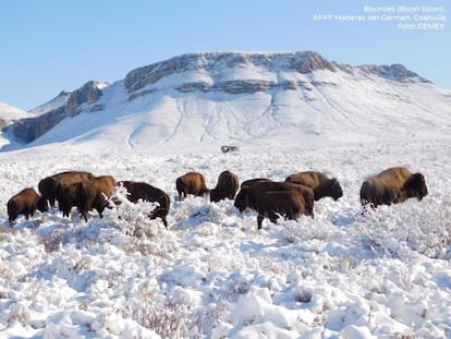 Manada de bisontes en el Área Natural Protegida Maderas de El Carmen, en el Estado de Coahuila.