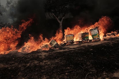 Colmenas arden durante un incendio forestal en la zona de Fyli (Grecia), el martes.