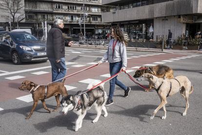 Ana, trabajadora de una guardería canina, pasea cuatro perros durante el horario de clase. A lo largo del día, los animales van dos veces al parque en grupos pequeños.