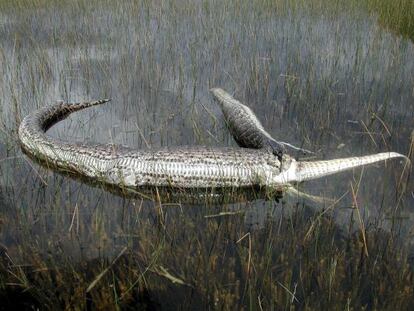 Restos de una pitón birmana que se había comido a un aligátor, fotografiados en 2005 en el Parque Nacional de los Everglades (Florida).