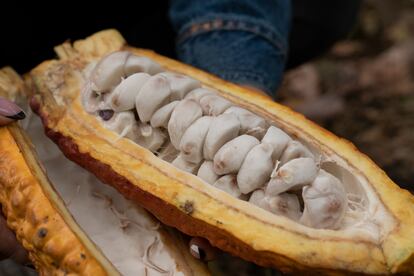 Asocacao acaba de inaugurar una planta de transformación de cacao con el apoyo de Ayuda en Acción y la Agencia Española de Cooperación Internacional para el Desarrollo (AECID), que ya está en funcionamiento para producir productos como chocolate de mesa, chocolatinas, pepitas de cacao y licor, entre otros.