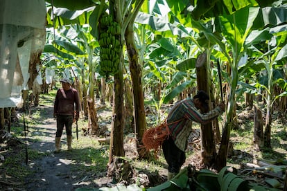 Jornaleros y trabajadores durante el corte y empaquetado del platano en Coahuayana, Michoacán. 