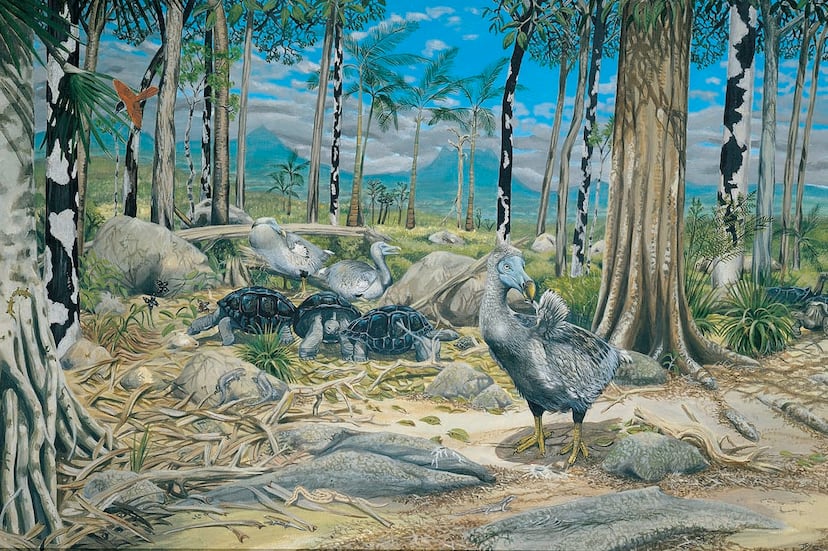 The dodo was not fat and clumsy: Study debunks the image we have of the ...