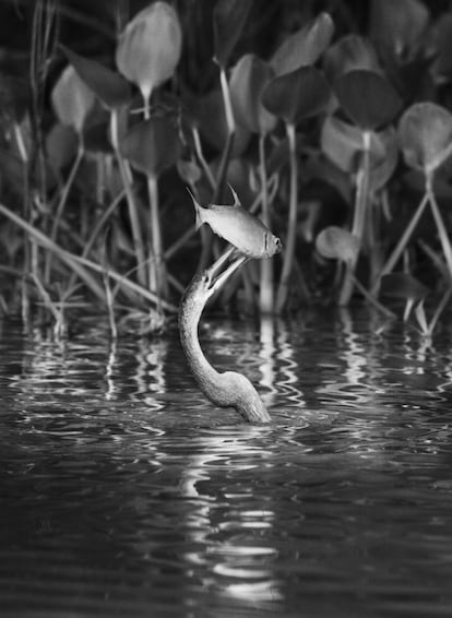 La biguatinga o pato aguja americano (Anhinga anhinga) es un ave acuática de gran tamaño, con una envergadura de 84 centímetros. Este ejemplar acaba de pescar una sardina de dos puntos (Astyanax bimaculatus) en el río Cuiabá, cerca de Porto Jofre, en el norte del Pantanal. Mato Grosso. Brasil. 2011.