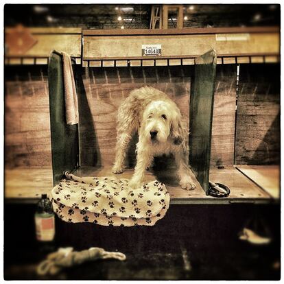 BIRMINGHAM, ENGLAND - MARCH 07: (EDITORS NOTE: This image was created using digital filters) An Otterhound is pictured on the third day of Crufts dog show at the National Exhibition Centre on March 7, 2015 in Birmingham, England. First held in 1891, Crufts is said to be the largest show of its kind in the world, the annual four-day event, features thousands of dogs, with competitors travelling from countries across the globe to take part and vie for the coveted title of 'Best in Show'. (Photo by Carl Court/Getty Images)