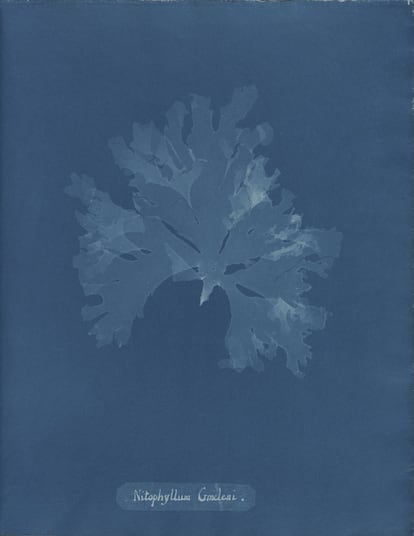 Nitophyllum gmeleni, de la Parte XI de Photographs of British Algae- Cyanotypes Impressions, 1849-50.
