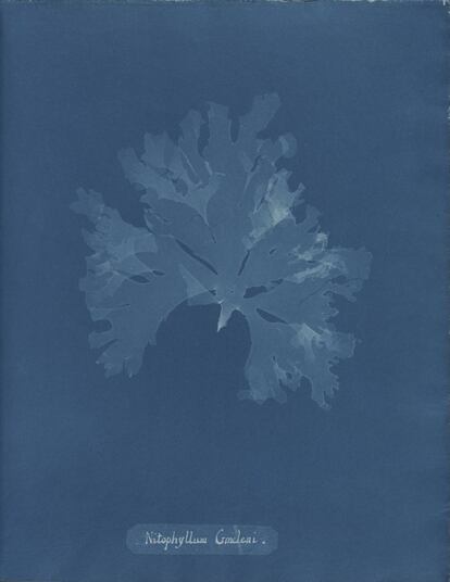 Nitophyllum gmeleni, de la Parte XI de Photographs of British Algae- Cyanotypes Impressions, 1849-50.