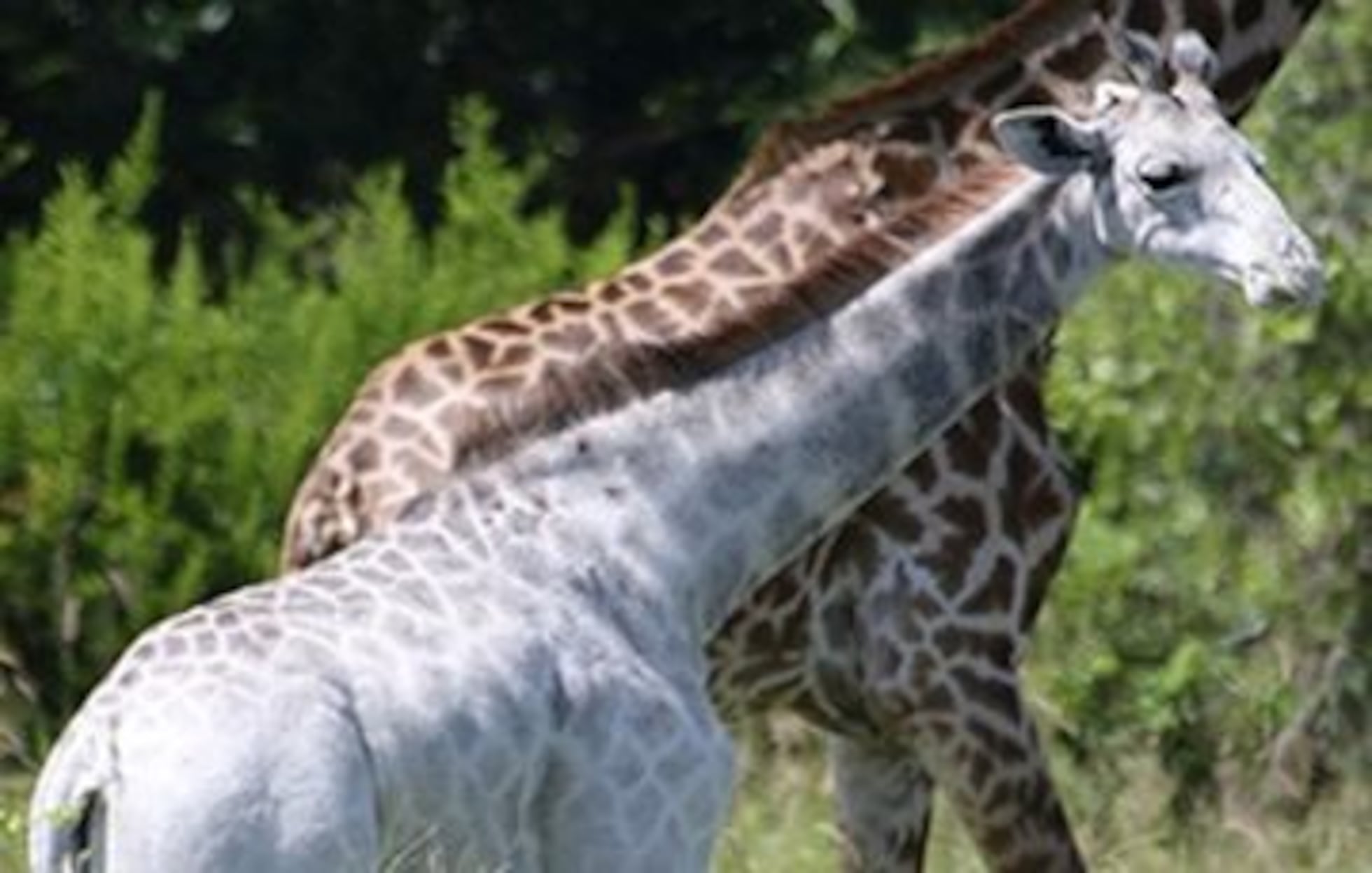 Omo', la jirafa blanca que no es albina | Ciencia | EL PAÍS