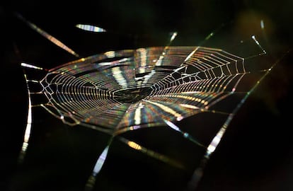 La luz del sol interaccióna con los hilos de una tela de araña