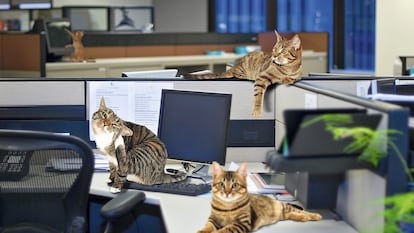 Gatos inundando las redacciones de los periódicos que quieren triunfar en Internet.